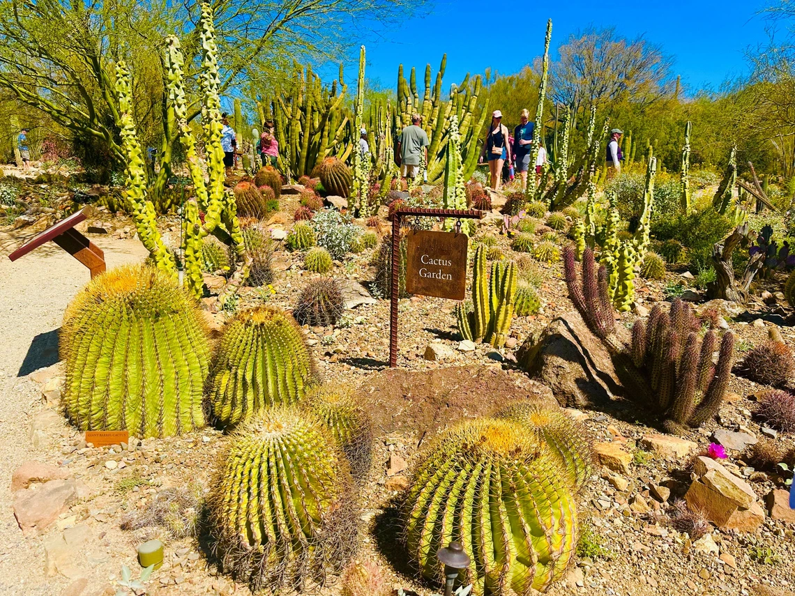 A vibrant cactus garden at the Arizona-Sonora Desert Museum, featuring diverse desert flora and a si