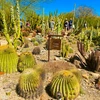 A vibrant cactus garden at the Arizona-Sonora Desert Museum, featuring diverse desert flora and a si